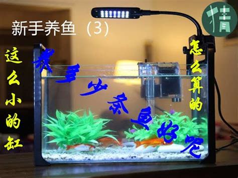 魚缸魚隻數量|【魚要養幾隻比較好】家裡養幾條魚財運好？養單數吉利還是雙。